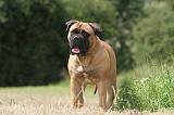 BULLMASTIFF 331